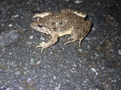 Discoglossus galganoi
