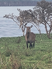 Kobus ellipsiprymnus defassa