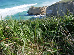 Anthoxanthum redolens