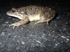 Discoglossus galganoi