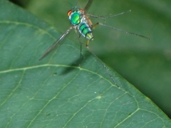 Chrysosoma