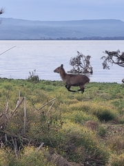 Kobus ellipsiprymnus defassa