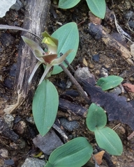 Chiloglottis