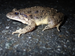 Discoglossus galganoi