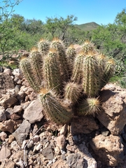 Echinocereus engelmannii engelmannii
