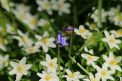 Anemonoides nemorosa