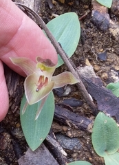 Chiloglottis