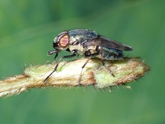 Stomorhina