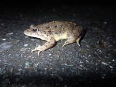 Discoglossus galganoi