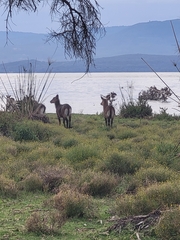 Kobus ellipsiprymnus defassa