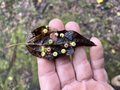 Pachypsylla