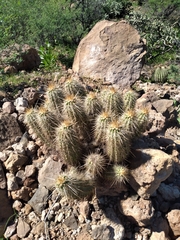 Echinocereus engelmannii engelmannii
