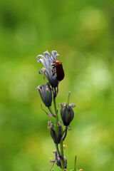 Pyrochroa serraticornis