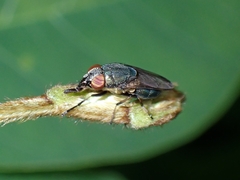 Stomorhina