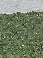 Vanellus crassirostris