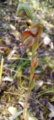 Pterostylis lepida