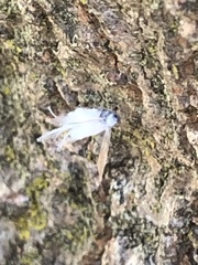 Prociphilus tessellatus