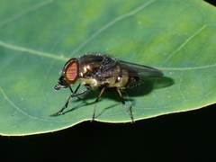 Stomorhina discolor