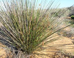 Thamnochortus bachmannii