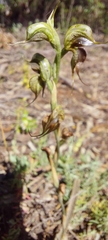 Pterostylis excelsa