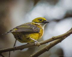 Tangara icterocephala