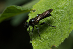 Laphriini
