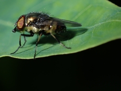 Stomorhina discolor