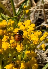 Gymnosoma rotundatum