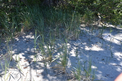 Leymus mollis