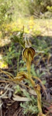 Pterostylis excelsa