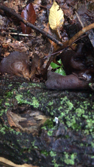 Auricularia cornea