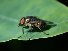 Stomorhina discolor