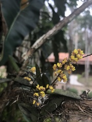 Trichocentrum pumilum