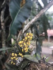 Trichocentrum pumilum