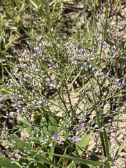 Limonium carolinianum