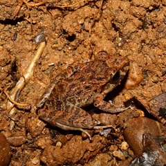 Craugastoridae