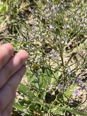 Limonium carolinianum
