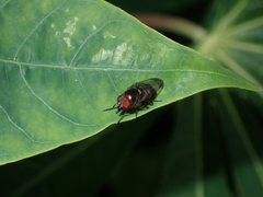 Stomorhina discolor