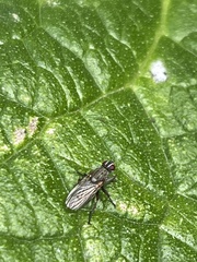 Schizophora