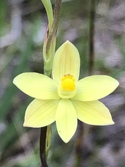 Thelymitra flexuosa