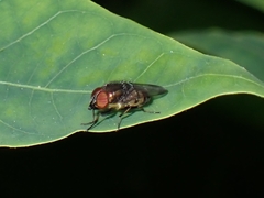 Stomorhina discolor