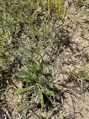 Limonium carolinianum