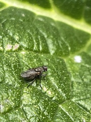 Schizophora