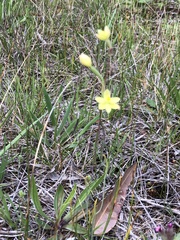 Thelymitra flexuosa