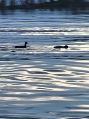 Fulica cristata