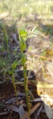 Pterostylis mutica