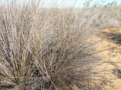 Thamnochortus bachmannii