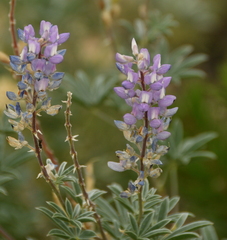 Lupinus sericeus