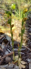 Pterostylis mutica
