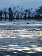 Fulica cristata